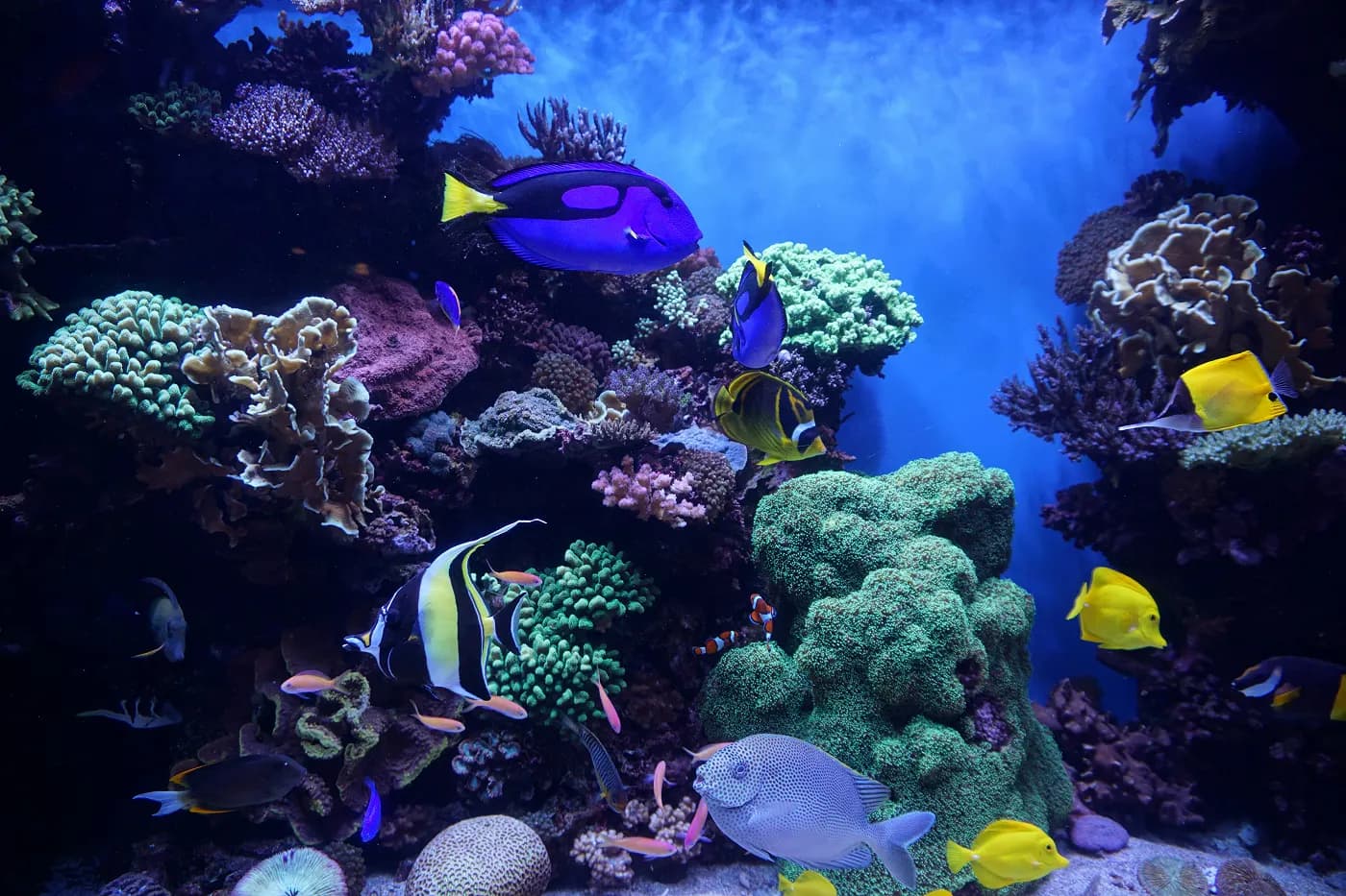 Beautiful reef aquarium background